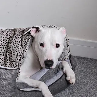 Meg, the dog in Clare's owner review.