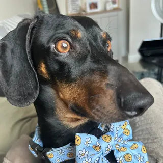 Bobby, the dog in Heather's owner review.