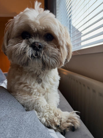 Small dog sitting on a sofa inside the Buttermere Boarding home.