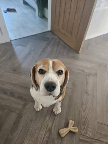 Beagle standing inside the Buttermere Boarding home.
