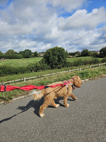 A curly-coated brown dog wearing a red harness and lead on a path beside a grassy field.