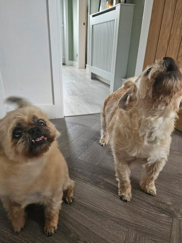 Two dogs standing together inside the Buttermere Boarding home.