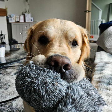 A golden Labrador relaxing indoors with a grey plush toy.