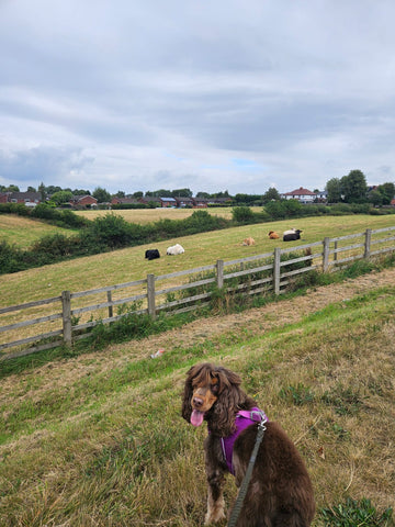 A brown spaniel in a purple harness beside a field during a walk.