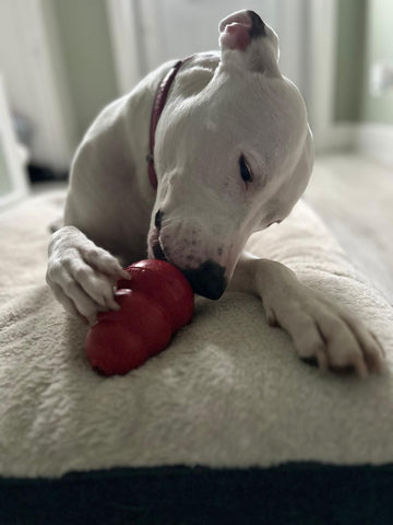 White dog holding a red KONG toy between its front paws.