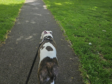Meg walking on a leafy path near Heywood.