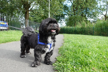 Louie standing on a park path during a Buttermere Boarding walk.
