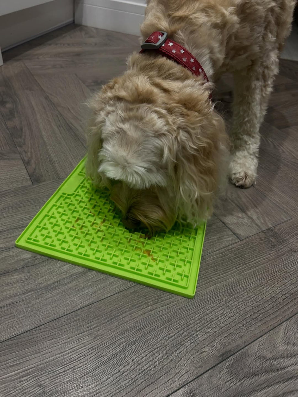 Dog using a green lick mat during a Buttermere Boarding stay