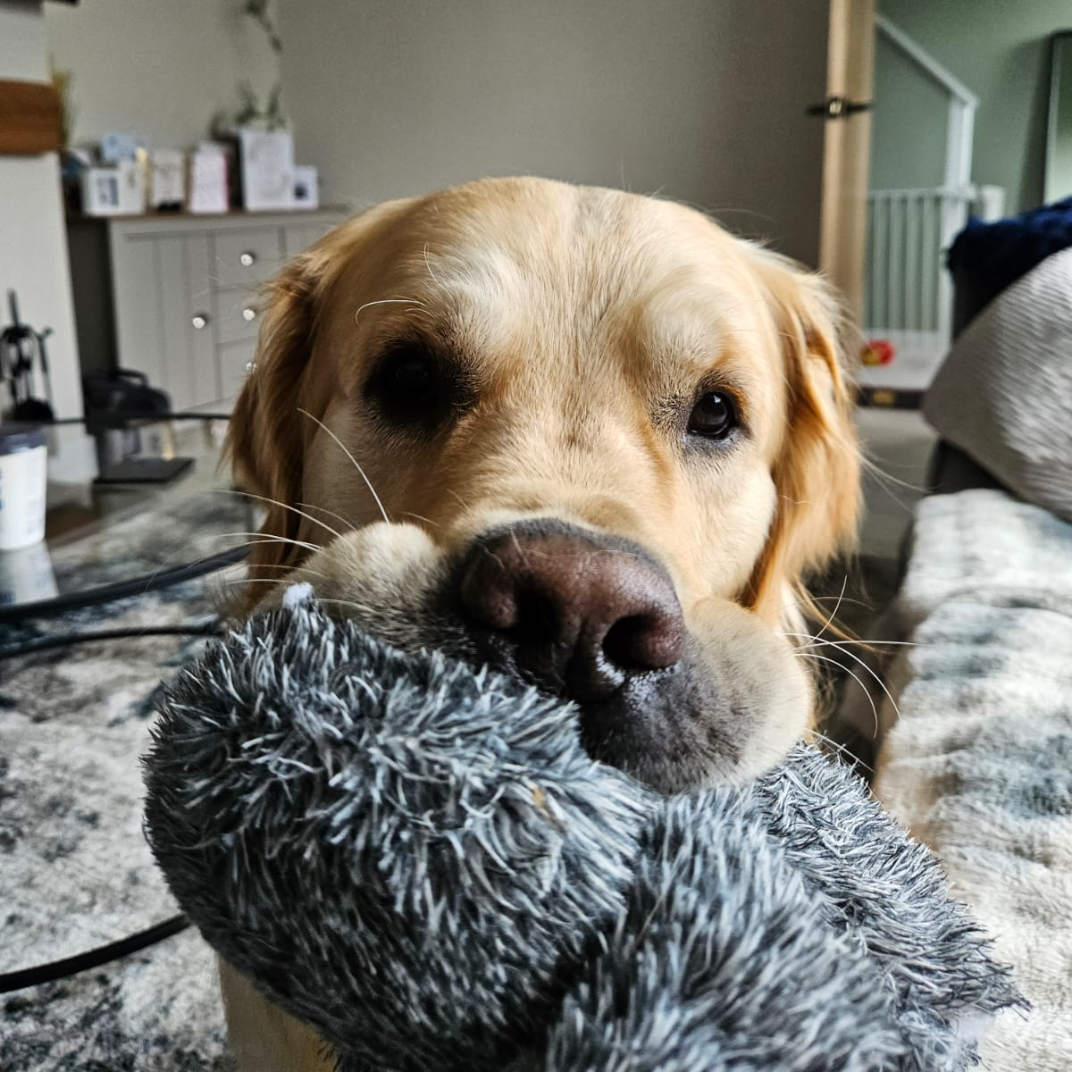 Golden retriever relaxing with a soft toy in the Buttermere Boarding home