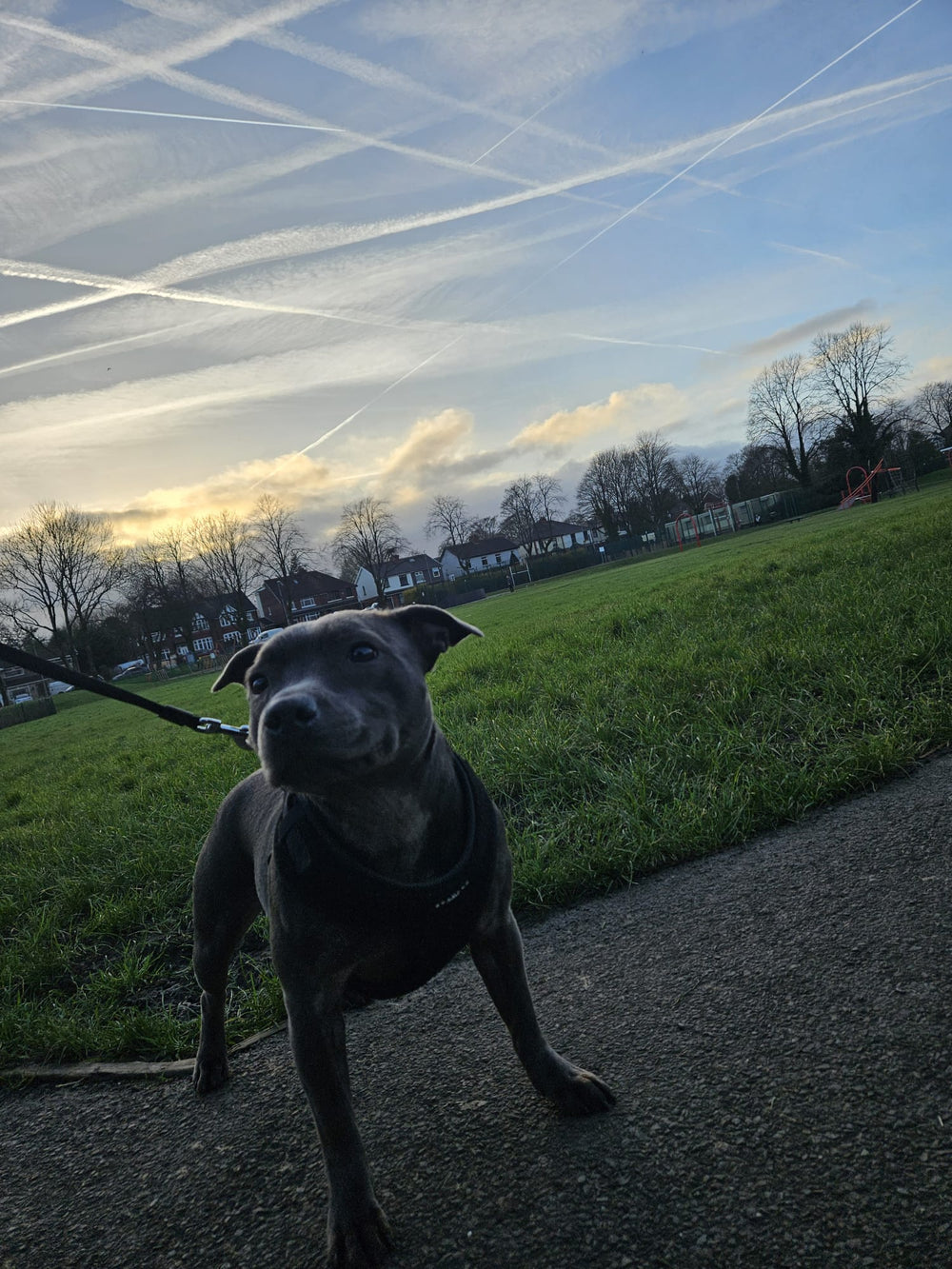 Dog photographed on an evening walk for a Buttermere Boarding stay update