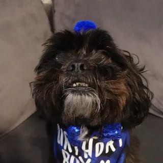 Louie, the dog in Ang's owner review.