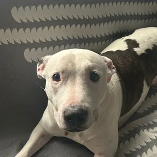 Meg, the dog in Clare's owner review.