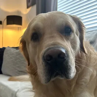 Blue, the dog in Franchessca's owner review.