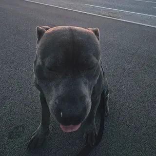 Loki, the dog in Haillie's owner review.