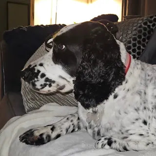 Penny, the dog in Jason's owner review.