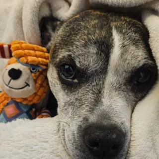 Bella, the dog in Jon's owner review.