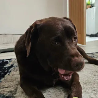 Ralph, the dog in Kate's owner review.