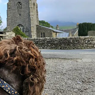 Mabel, the dog in Michael's owner review.