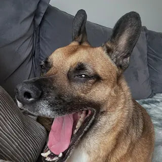 Max, the dog in Michael's owner review.
