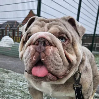 Thor, the dog in Nicholas's owner review.