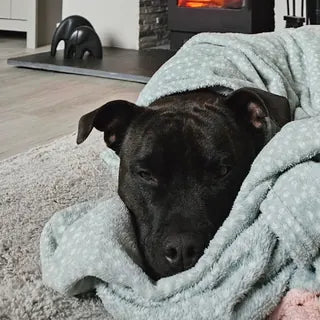 Tyson, the dog in Pauline's owner review.