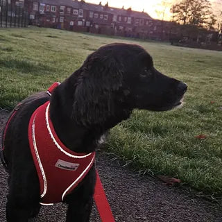 Nala, the dog in Rahul's owner review.