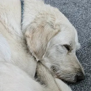 Toby, the dog in Steven's owner review.