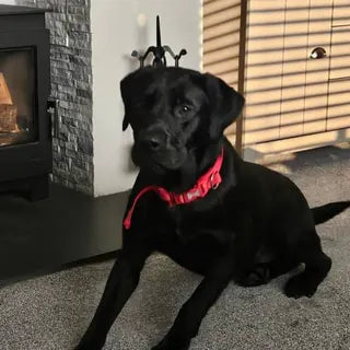 Barney, the dog in Vicky's owner review.