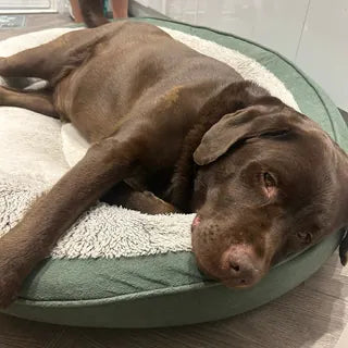 Ralph, the dog in Kate's owner review.